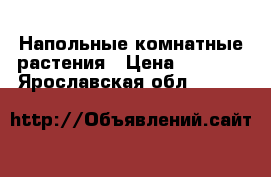 Напольные комнатные растения › Цена ­ 2 000 - Ярославская обл.  »    